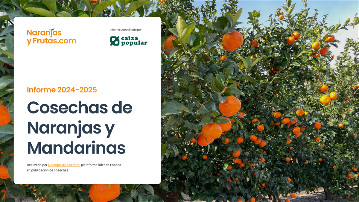 Informe 2024-2025 Cosecha cítricos.png